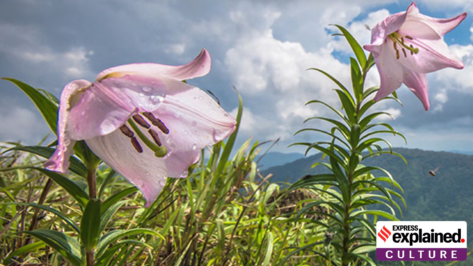 Shirui Lily in Bloom