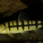 Schistura Densiclava