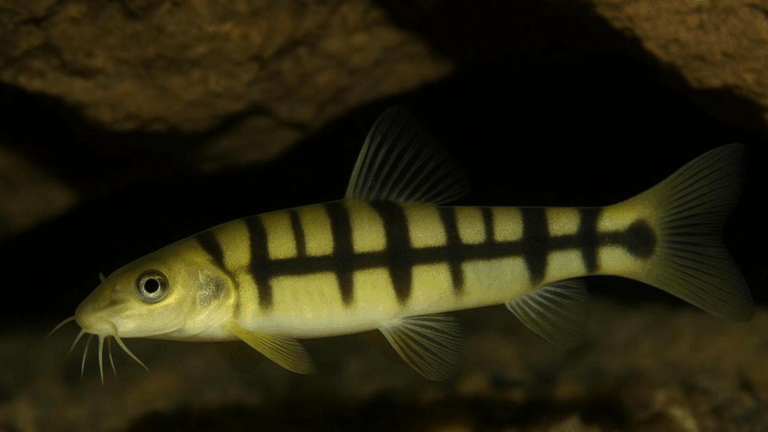 Schistura Densiclava