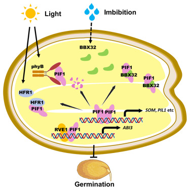 BBX32 Protein