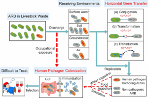 Antimicrobial resistance (AMR)